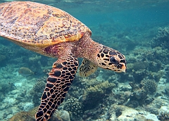 IMG_0910rf_Maldives_Madoogali_House reef _Tortue imbriquee